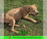 Small #4 Labrador Retriever Mix