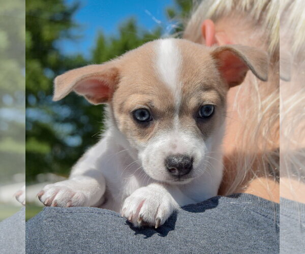 Medium Photo #4 Jack-Rat Terrier Puppy For Sale in Huntley, IL, USA