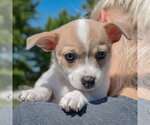 Small #3 Jack-Rat Terrier