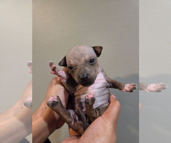 Medium Photo #10 Miniature American Hairless Terrier Puppy For Sale in MEDFORD, MA, USA
