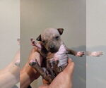 Small #9 Miniature American Hairless Terrier