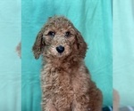 Small Photo #3 Poodle (Standard) Puppy For Sale in DUNDEE, OH, USA