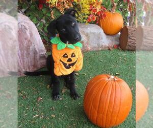 Medium American Pit Bull Terrier Mix