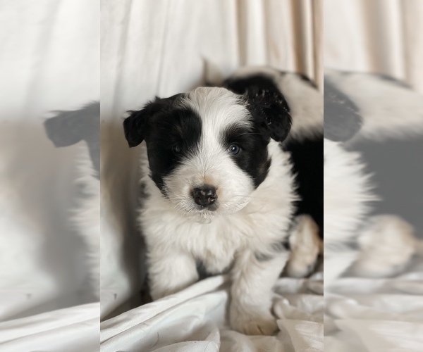 Medium Photo #7 Australian Shepherd Puppy For Sale in PELKIE, MI, USA