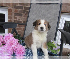Border Collie Puppy for sale in CHICAGO, IL, USA