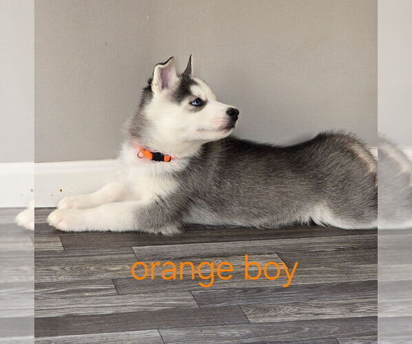 Medium Photo #23 Siberian Husky Puppy For Sale in KING GEORGE, VA, USA