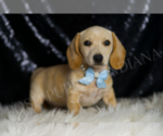 Small #3 Dachshund