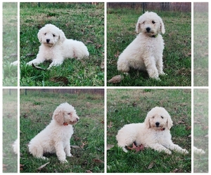 Poodle (Standard) Puppy for sale in COUCH, MO, USA