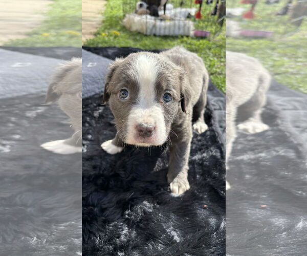 Medium Photo #6 American Staffordshire Terrier-Labrador Retriever Mix Puppy For Sale in Holly Springs, NC, USA