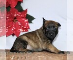 Small #1 Belgian Malinois