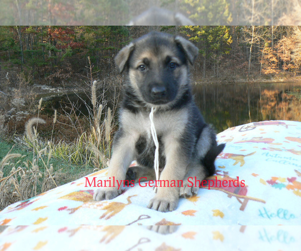 Medium Photo #1 German Shepherd Dog Puppy For Sale in PIEDMONT, MO, USA