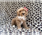 Small #3 Cavapoo (Miniature)