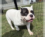 Small #1 American Bulldog Mix