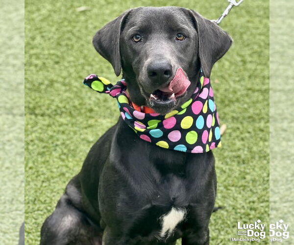 Medium Photo #1 Labrador Retriever-Unknown Mix Puppy For Sale in Washington, DC, USA