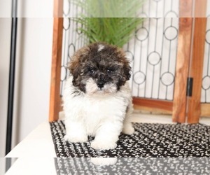 Zuchon Puppy for sale in NAPLES, FL, USA