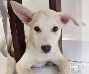 Australian Shepherd-Unknown Mix Dogs for adoption in Washington, DC, USA