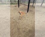 Small #1 Mutt