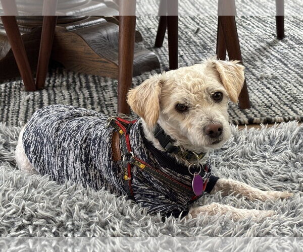 Medium Photo #3 Poodle (Miniature)-Unknown Mix Puppy For Sale in Bellevue, WA, USA