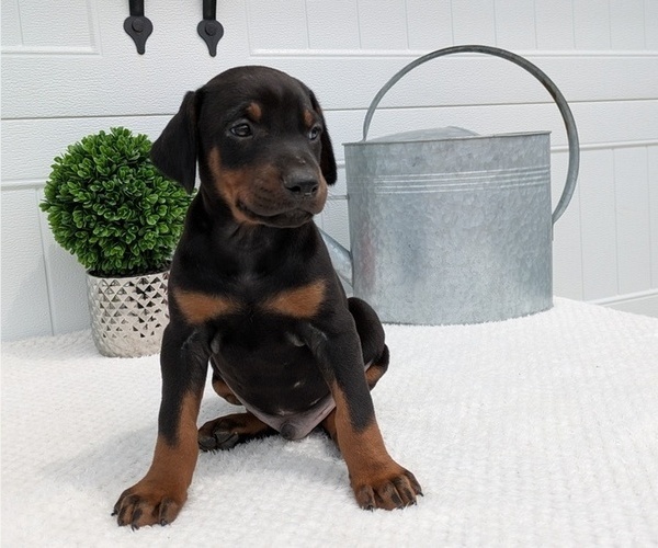 Medium Photo #45 Doberman Pinscher Puppy For Sale in GOSHEN, IN, USA