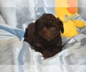 Poochon Puppy for sale in ELDORADO, OH, USA