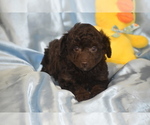 Image preview for Ad Listing. Nickname: Pepsi