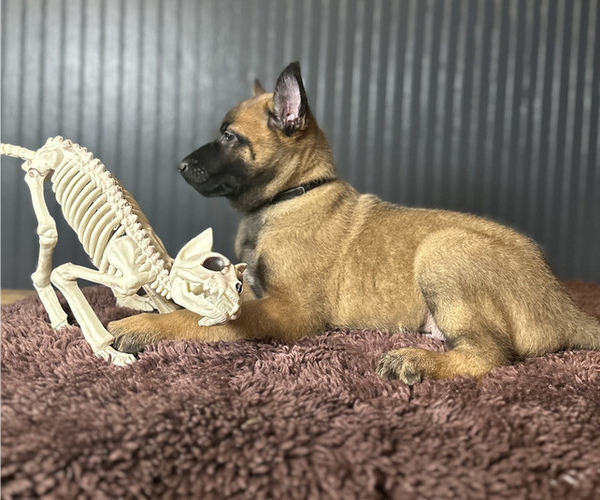 Medium Photo #7 Belgian Malinois Puppy For Sale in S CHARLESTON, WV, USA