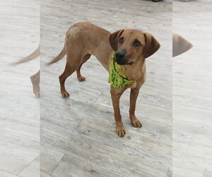 Professor Red - Male Labrador Retriever-Unknown Mix Dog for Adoption - Photo #9