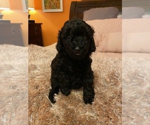 Poodle (Miniature) Puppy for sale in DENVER, CO, USA