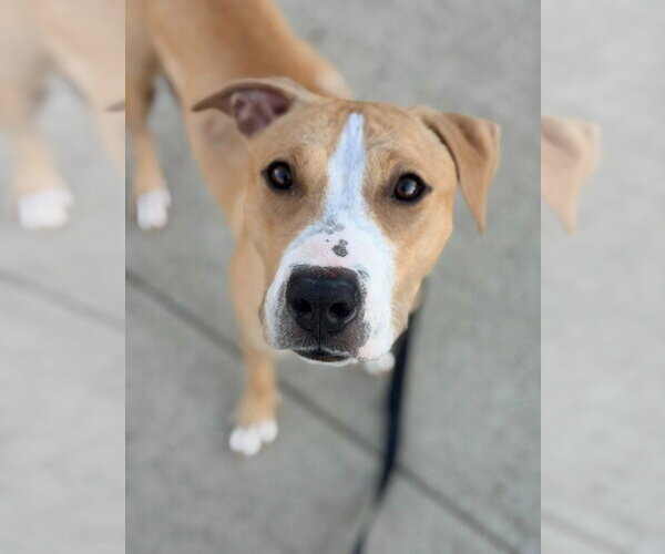 Medium Photo #2 American Staffordshire Terrier-Boxer Mix Puppy For Sale in Sayreville, NJ, NJ, USA