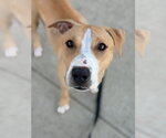 Small #1 American Staffordshire Terrier-Boxer Mix