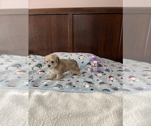 Yorkshire Terrier Puppy for sale in BENSON, NC, USA
