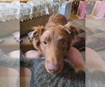 Small #2 Australian Shepherd Mix