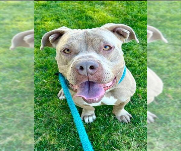 Medium Photo #4 Mutt Puppy For Sale in Sacramento, CA, USA