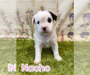 American Staffordshire Terrier-Unknown Mix Dogs for adoption in Lakewood, CO, USA