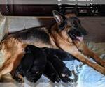 Small Photo #2 German Shepherd Dog Puppy For Sale in COLUMBIA, SC, USA