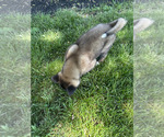 Small Photo #27 Akita Puppy For Sale in LOUISVILLE, KY, USA