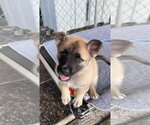 *Maxim - Male German Shepherd Dog-Unknown Mix Dog for Adoption - Small photo