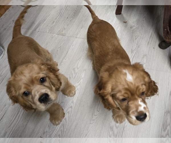 Medium Photo #1 Cocker Spaniel Puppy For Sale in HOLYOKE, MA, USA