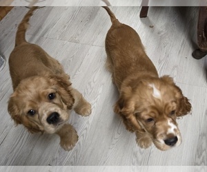 Cocker Spaniel Puppy for sale in HOLYOKE, MA, USA