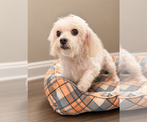 Maltese-Unknown Mix Dogs for adoption in Raleigh, NC, USA