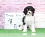 Small Photo #1 Cavachon Puppy For Sale in BEL AIR, MD, USA