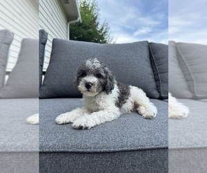 Cavapoo Puppy for sale in GREENFIELD, IN, USA