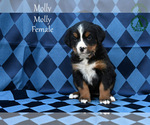 Small Photo #53 Bernese Mountain Dog Puppy For Sale in HARRISONBURG, VA, USA