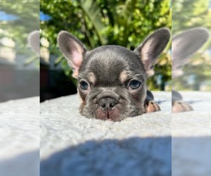 French Bulldog Puppy for Sale in LONG BEACH, California USA