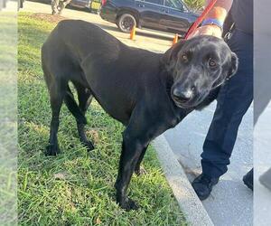 Labrador Retriever Dogs for adoption in Houston, TX, USA