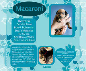 Doberman Pinscher Dogs for adoption in Rancho Cordova, CA, USA