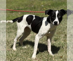 Mutt Dogs for adoption in Yardley, PA, USA