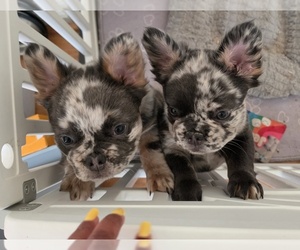French Bulldog Puppy for sale in NEWPORT NEWS, VA, USA