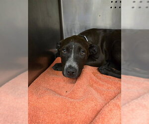 Mutt Dogs for adoption in Rancho Cucamonga, CA, USA