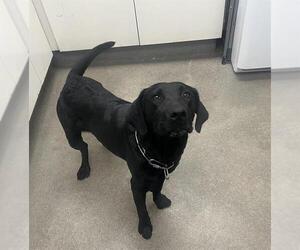 Labrador Retriever Dogs for adoption in HESPERIA, CA, USA